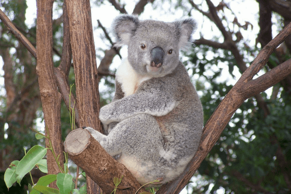 Enjoy The Thrills Of Ocean Park In Hong Kong