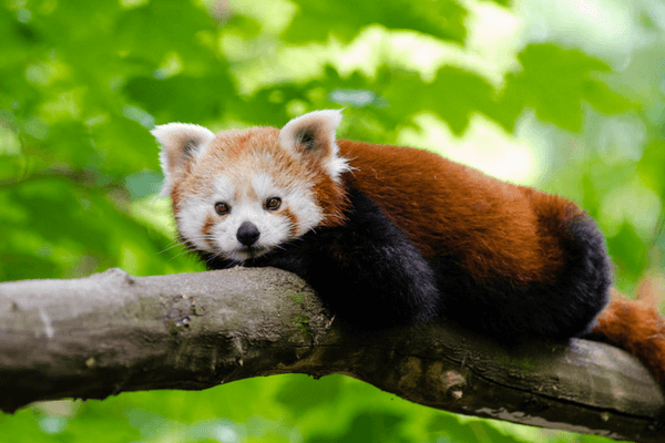 Enjoy The Thrills Of Ocean Park In Hong Kong