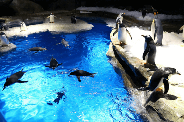 Enjoy The Thrills Of Ocean Park In Hong Kong