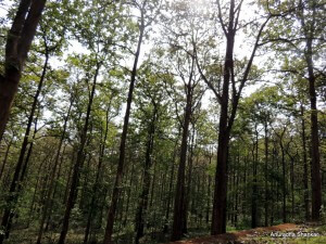 Teak tree forest 2