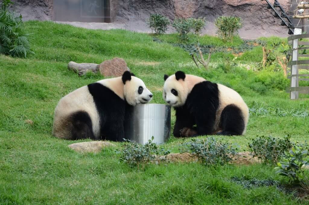 Macau Giant Panda Pavilion