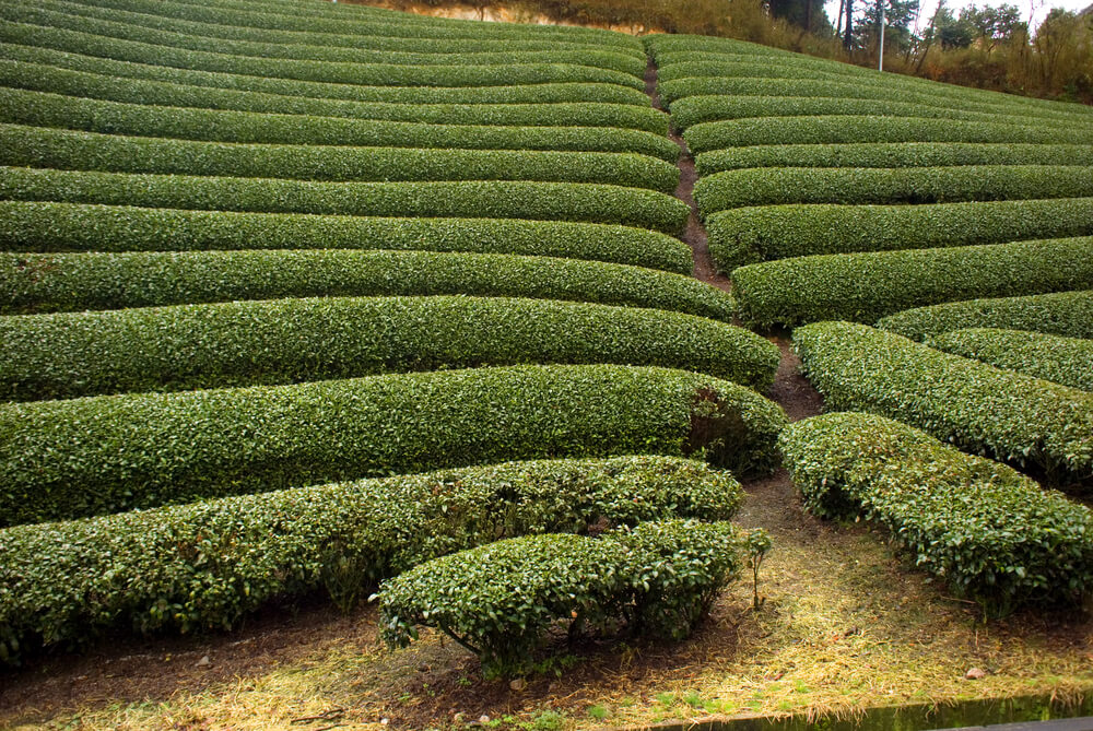 Tea Garden - Ooty