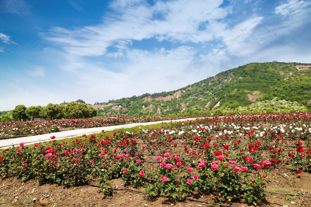 Ooty Rose Gardens