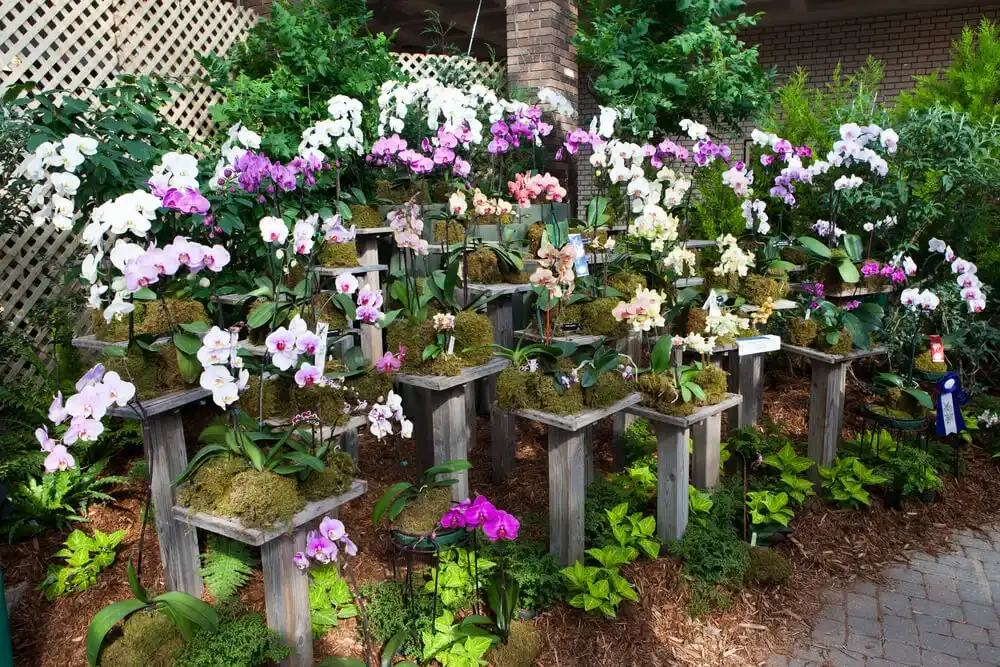 Flower Shows Around the World: A Celebration of Flowers and Fragrances