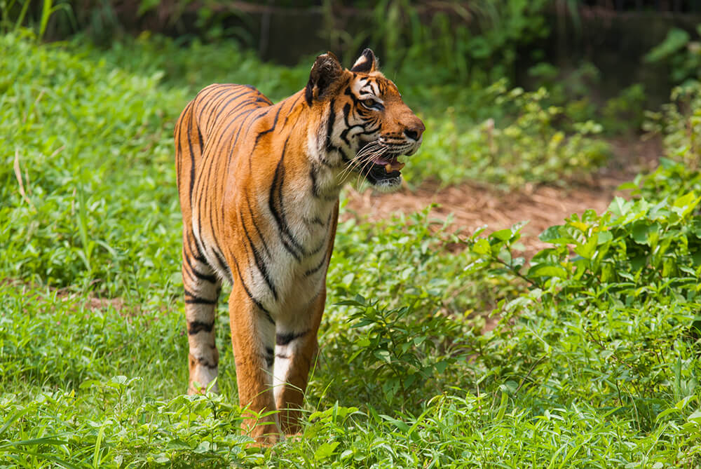 Sunderbans National Park