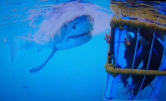 Gansbaai, South Africa