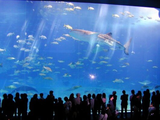 Dubai aquarium