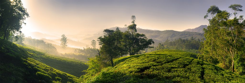 Munnar - Kerala