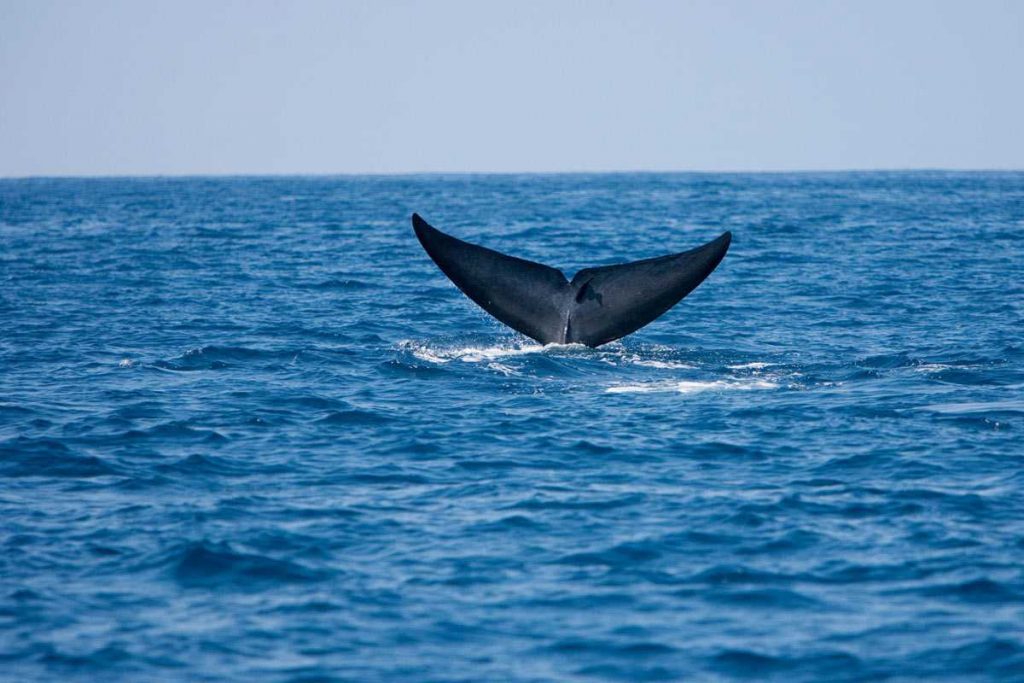 Whale Watching - Sri Lanka
