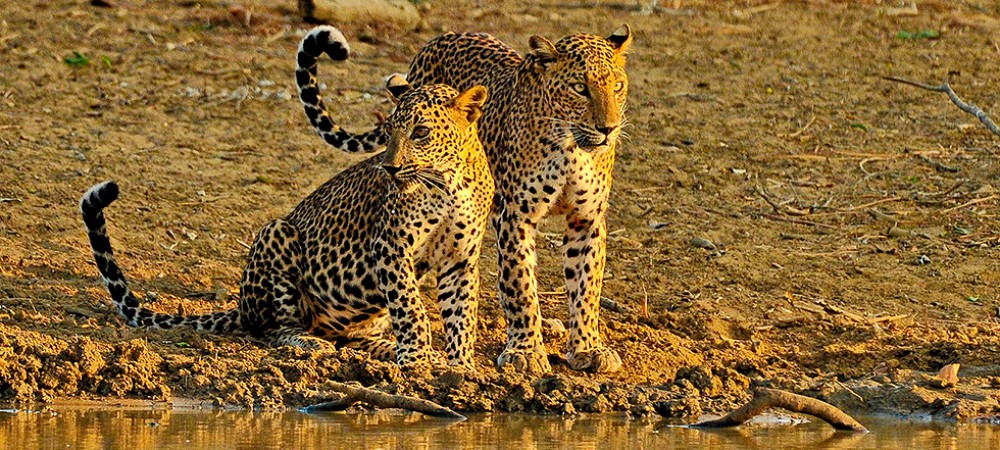 Kataragama - Sri Lanka