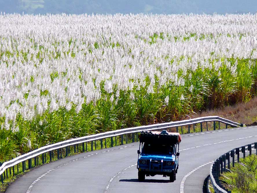 A Bollywood-style drive among the sugarcane fields
