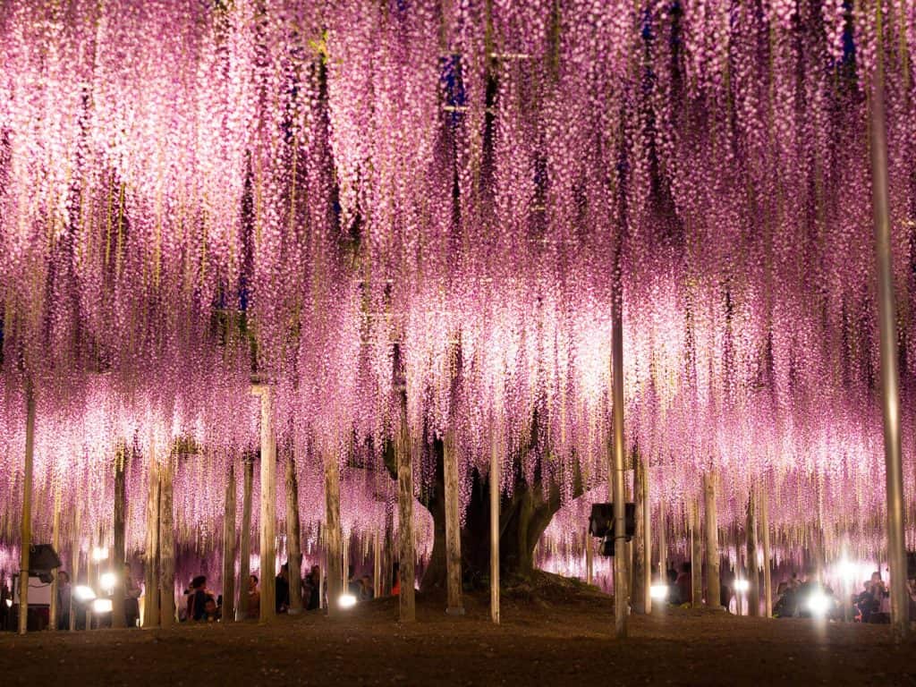 Beautiful places in the world Ashikaga Flower Park: Ashikaga, Japan