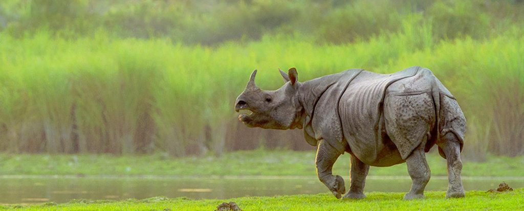 Kaziranga National Park