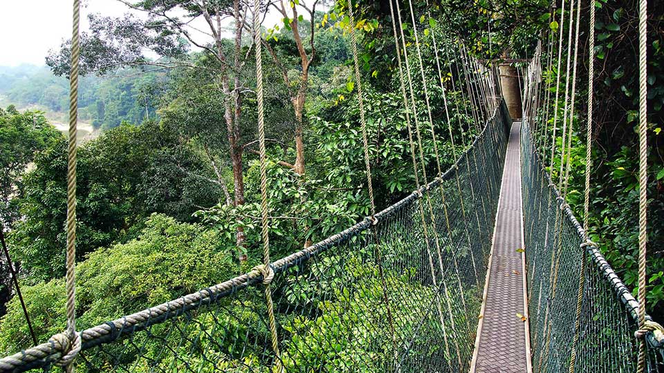 Canopy Walk, Ghana
