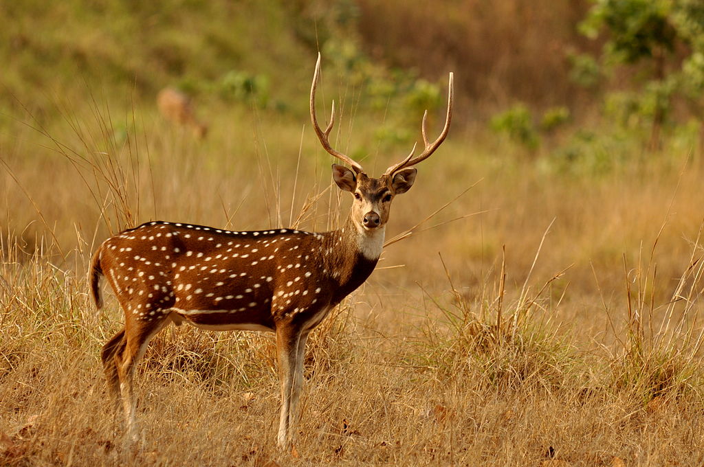 Wildlife Sanctuaries in India