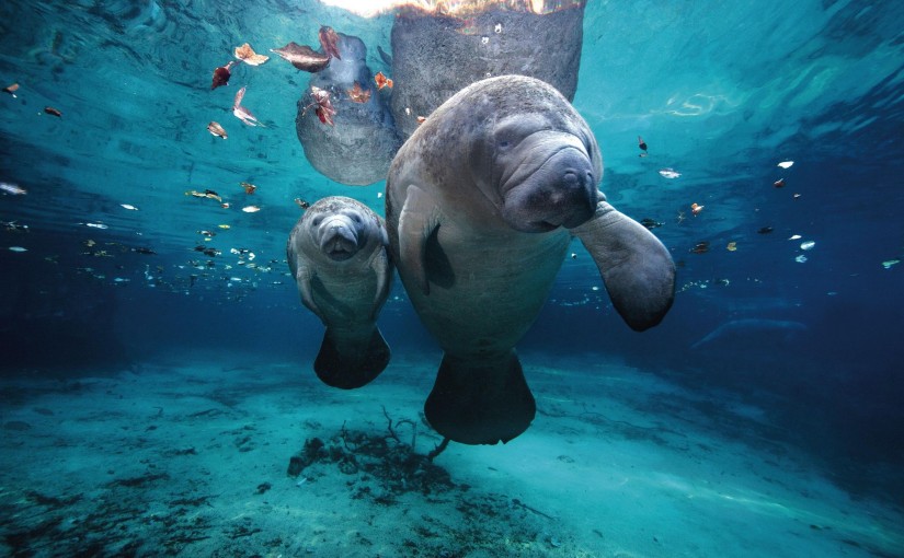 Crystal river, Florida