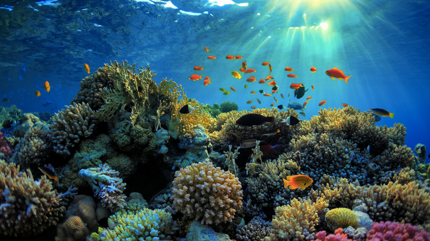 Great Barrier Reef, Queensland, Australia