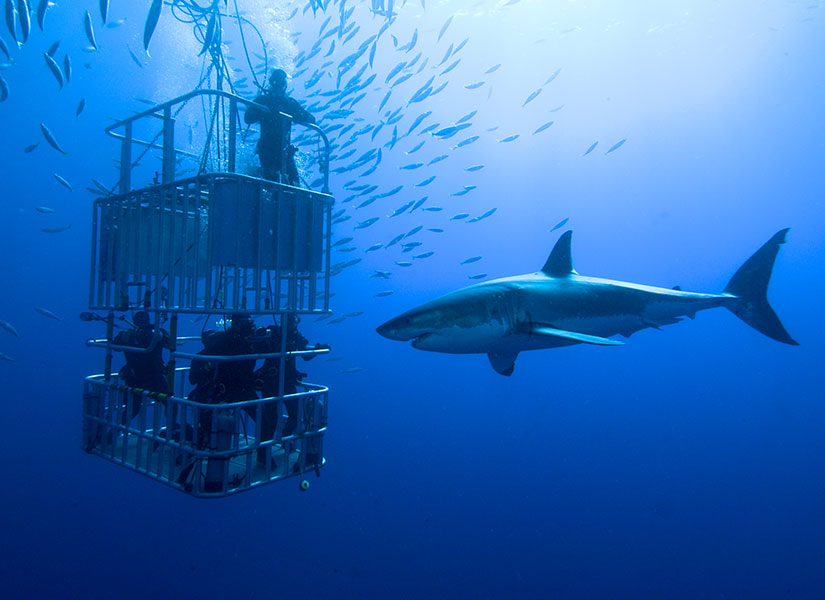 Dyer Island, South Africa