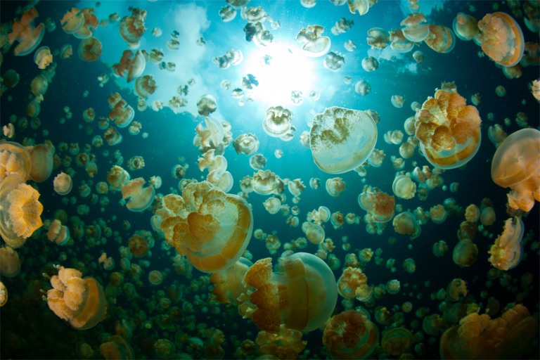 Jellyfish Lake, Palau