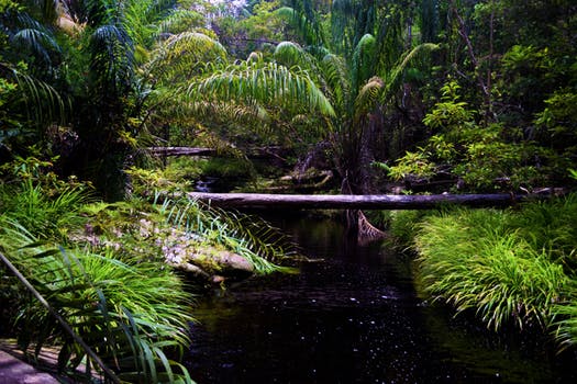 Taman Negara National Park, Malaysia