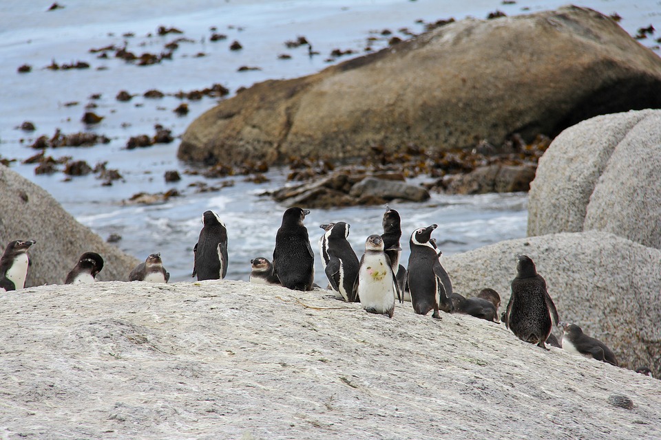 Boulders Beach near Cape Town, South Africa