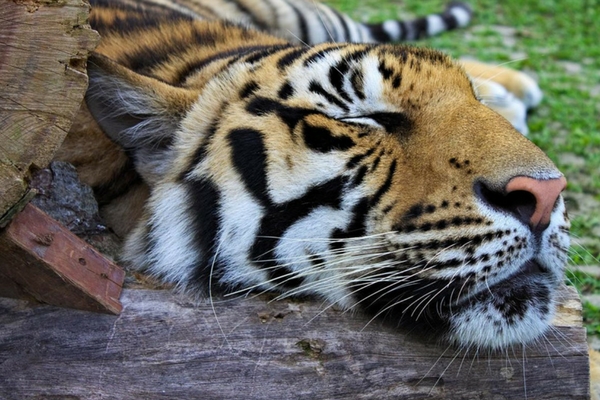 Tiger Kingdom in Phuket - Things To Do In Phuket