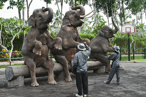 Top 30 Incredible Things To Do In Bali - The Island Of The Gods Elephant Land - Bali