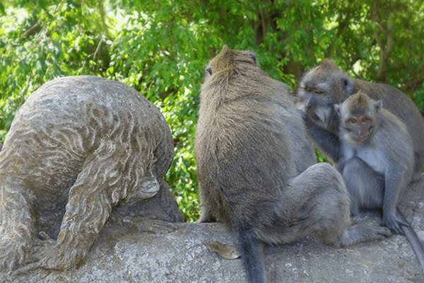 Top 30 Incredible Things To Do In Bali - The Island Of The Gods Monkey Forest - Bali