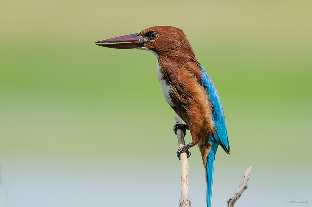 Uddawatta Kele Sanctuary, Sri Lanka