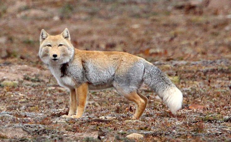 Tibetan fox leh ladakh