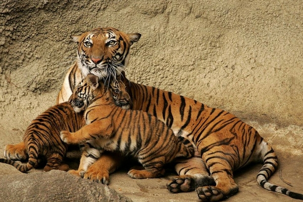Bandipur National Park, Karnataka