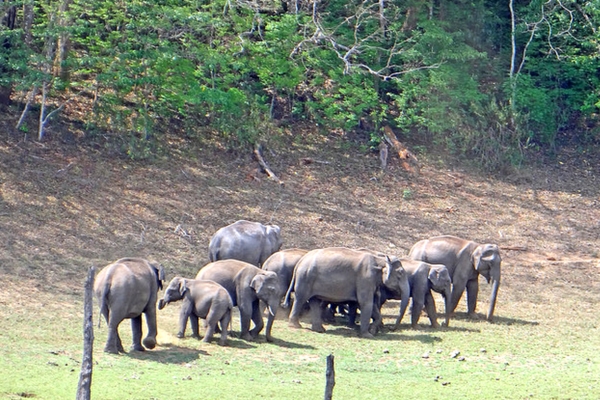 Periyar National Park and Tiger Reserve