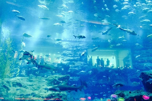 Dubai Aquarium