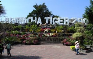 Sri Ratcha Tiger Zoo - Top 10 Things to do in Pattaya Sri Ratcha Tiger Zoo - Top 10 Things to do in Pattaya
