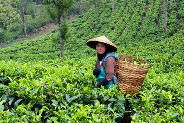 Tea-growing Region, North East India