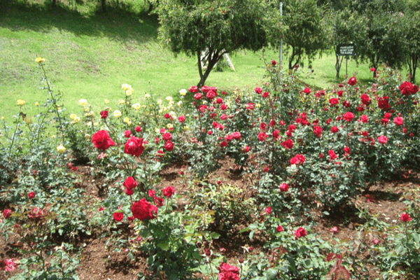Ooty Rose Gardens Ooty Rose Gardens