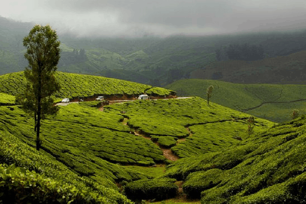Lockhart Gap, Munnar