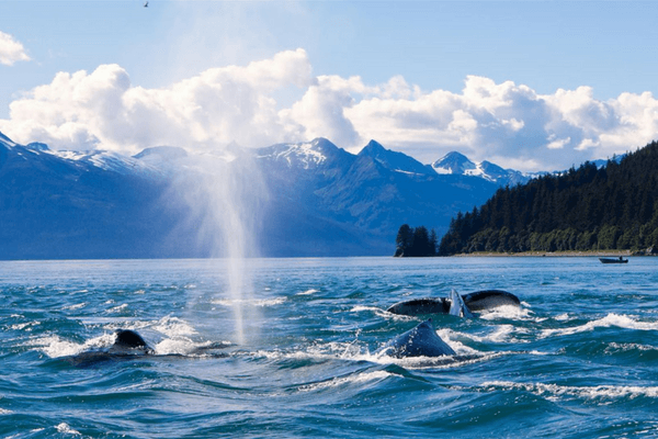 Sri Lanka, pearl of the Indian Ocean