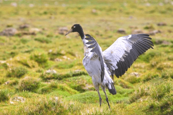 Phobjikha Valley, Bhutan