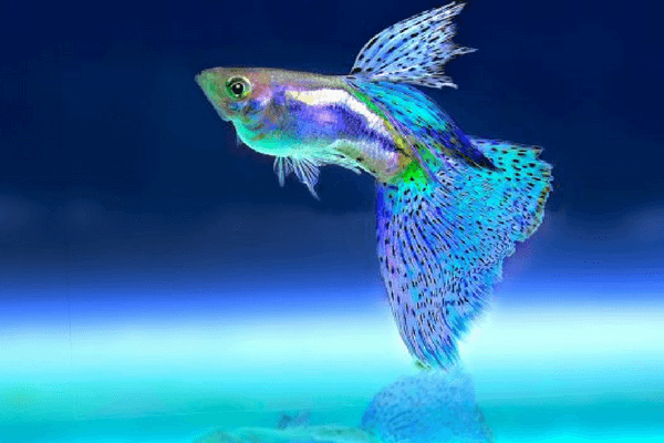 Best Places To Visit In Bangalore - The Silicon Valley of India Bangalore Aquarium, Bangalore