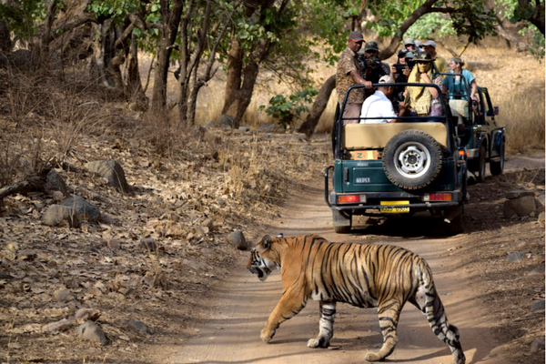 Ranthambhore National Park Rajasthan