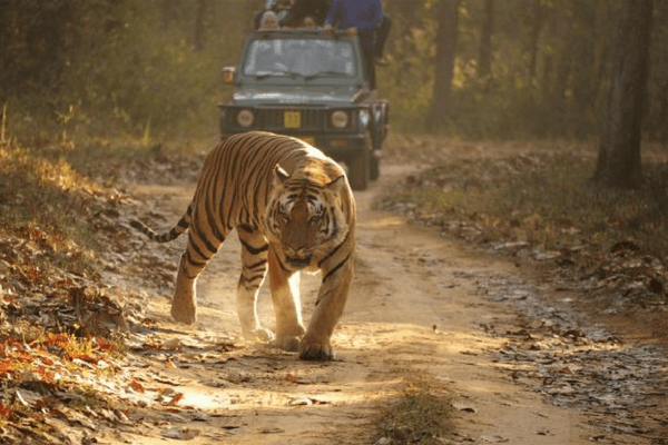 Bandhavgarh National Park, India