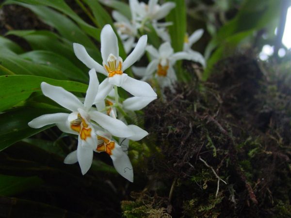 Top 50 Hill Stations In India