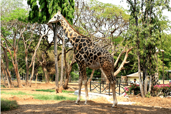 Mysore Zoo