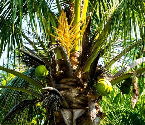 Land of coconuts Kerala - Facts About Kerala