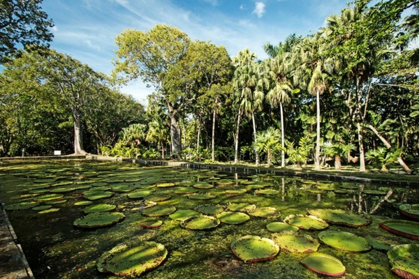 Marine life, Mauritius