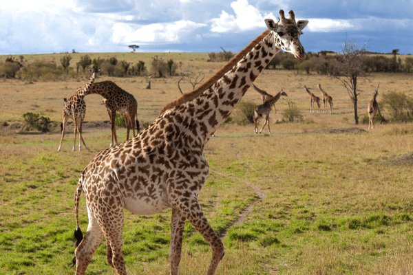 Masai Mara National Park, Kenya, Best Honeymoon Destination