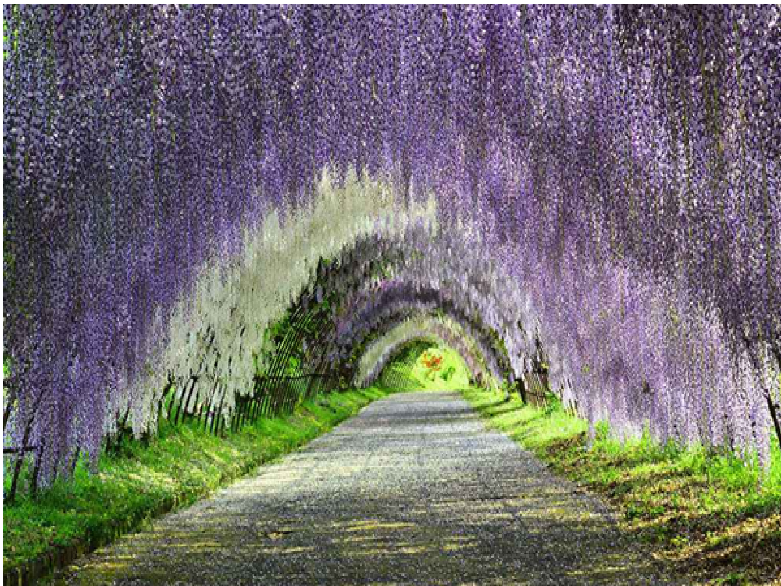The Wisteria Flower Tunnel, Japan