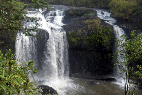 Queensland Rain Forest, Australia