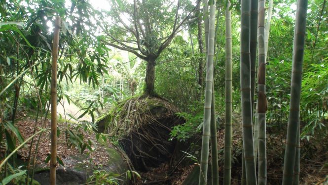 bamboo forest - Wayanad Tourist Places 
